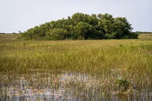 Mangroves Prints: The Swamp land at Everglades National Park, Florida, United States
