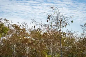 Eco Tourism Prints: The Swamp land at Everglades National Park, Florida, United States