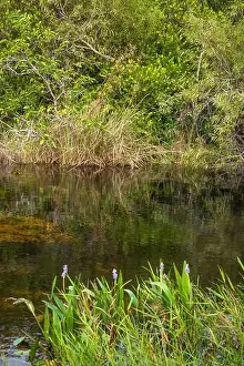 Eco Tourism Prints: The Swamp land at Everglades National Park, Florida, United States