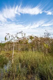 Eco Tourism Prints: The Swamp land at Everglades National Park, Florida, United States