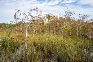 Eco Tourism Prints: The Swamp land at Everglades National Park, Florida, United States