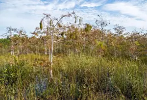 Eco Tourism Prints: The Swamp land at Everglades National Park, Florida, United States