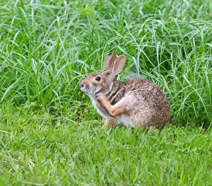 Brazos Bend State Park Prints: Swamp rabbit (Sylvilagus aquaticus), Brazos Bend state park, Needville, Texas, USA