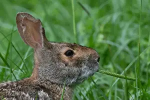 Brazos Bend State Park Prints: Swamp rabbit (Sylvilagus aquaticus) eating grass
