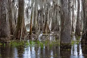 Blue Boat Prints: Swamp tour on a boat near Lafayette, Luisiana