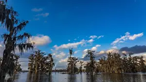 Blue Boat Prints: Swamp tour on a boat near Lafayette, Luisiana