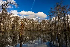 Blue Boat Prints: Swamp tour on a boat near Lafayette, Luisiana