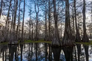 Blue Boat Prints: Swamp tour on a boat near Lafayette, Luisiana