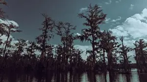 Blue Boat Prints: Swamp tour on a boat near Lafayette, Luisiana