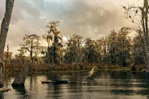 Blue Boat Prints: Swamp tour on a boat near Lafayette, Luisiana