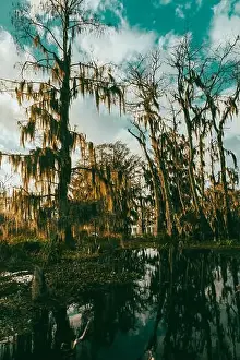 Blue Boat Prints: Swamp tour on a boat near Lafayette, Luisiana