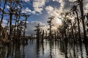 Blue Boat Prints: Swamp tour on a boat near Lafayette, Luisiana