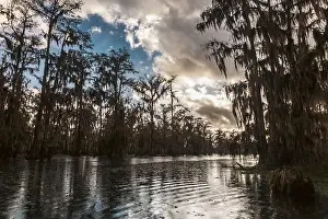 Blue Boat Prints: Swamp tour on a boat near Lafayette, Luisiana
