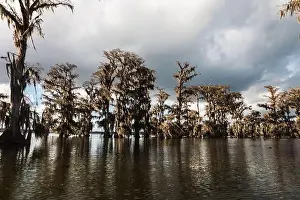 Blue Boat Prints: Swamp tour on a boat near Lafayette, Luisiana