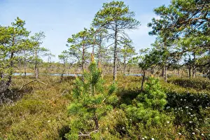 Latvia Prints: Swamp trail. Summer sunny Day. Kemeri National Park Nature Trail