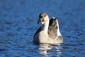 Geese Prints: Swan goose or Chinese goose Anser cygnoides swimming on a blue lake in winter