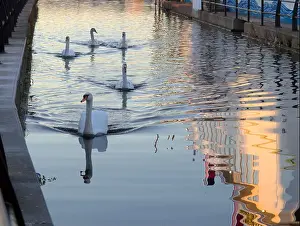 Swans Prints: swans on the canal clydebank Forth and Clyde canal, Glasgow