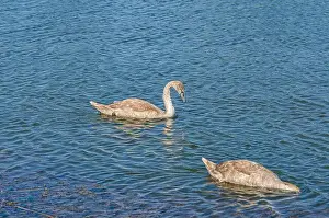 Upside Down Prints: Two swans on dark water. One of them