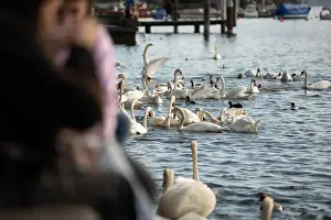 Fresh Water Prints: Swans and ducks swimming, feeding, and resting on calm lake