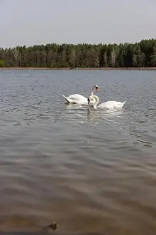 Swans Prints: swans feed in the lake, a pair of white swans look for food underwater in the lake