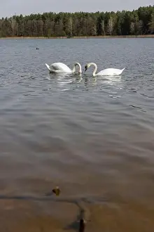 Swans Prints: swans feed in the lake, a pair of white swans look for food underwater in the lake