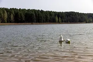 Swans Prints: swans feed in the lake in the spring