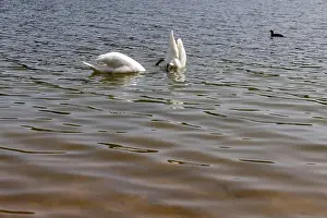 Swans Prints: swans feed in the lake in the spring