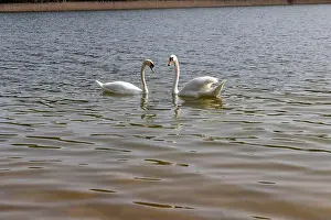 Swans Prints: swans feed in the river, a pair of white swans look for food underwater