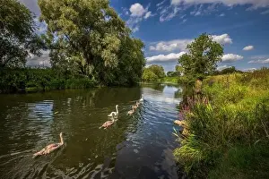 Swans and Signets on the River Avon at Pershore, Worcestershire, England