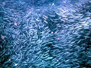 Sardine Prints: swarm of sardines in the pacific ocean near moalboal on cebu island
