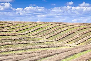 Furrow Prints: Swathed field and rolling hills at harvest time. Tiger Hills, Manitoba, Canada