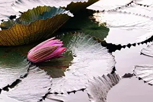 Water Lilies Prints: Sweet soft pink lotus water lilies before bloom under morning light - pure