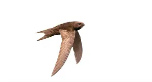 Quick Prints: swift, bird in fast flight, isolated