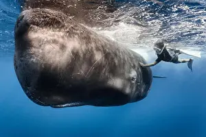 Swimmers Prints: Swimmer stroking Scar, a male Sperm whale who often seems to seek out and enjoy contact with people