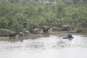 Pioneer Prints: swimming Elephants in pioneer dam, near Mopani Camp