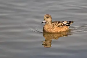Ducks Prints: A swimming hen American wigeon