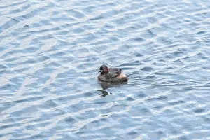 Sideview Prints: Swimming Little Grebe (Tachybaptus ruficollis)