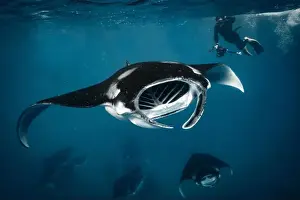 Plankton Prints: swimming with manta ray in the Maldives