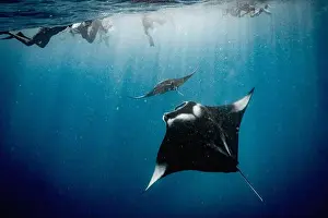 Generation X Prints: swimming with manta ray in the Maldives