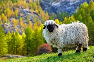 Coat Prints: Swiss Alps and Valais blacknose sheep nest to Zermatt in Switzerland