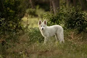 Swiss Shepherd Puppyin the grass