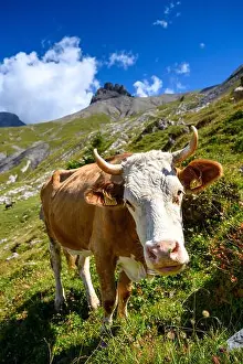 Clouded Prints: swiss simmental cow on an alpine meadow in Adelboden, Berner Oberland