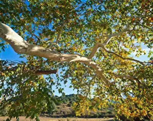 Southwestern Prints: Along Sycamore Creek grows plenty of Arizona Sycamore tree. Autumn in Arizona