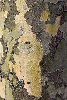 Camo Prints: Sycamore Tree Bark Patterns