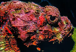 Sponges Prints: Synanceia verrucosa, the reef stonefish or simply stonefish