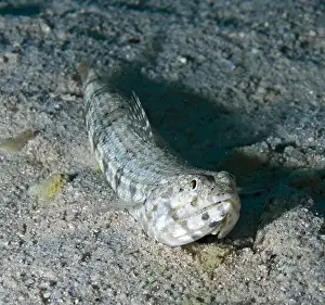Ambush Predator Prints: Synodus sp. - lizardfish
