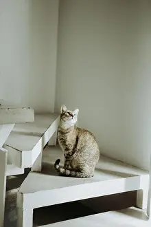 Whiskers Prints: Tabby cat sitting on white concrete spiral staircase indoors