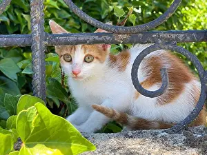 Tabby Prints: Tabby and white kitten hidden behind an iron fence