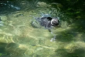 Avifauna Prints: Tacoma Zoo, Tacoma, Washington, USA. Magellanic penguin swimming