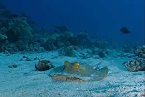 Blue Waters Prints: Taeniura lymma - blue spotted stingray